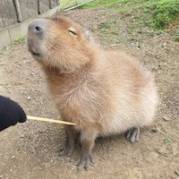 A very pleased capybara getting their tummy scratched with a scratching stick